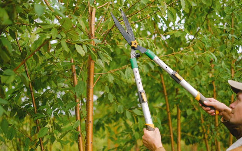Tree trimming in Fence Lake, NM